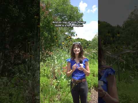 Meet the Giant Coneflower (Rudbeckia maxima)