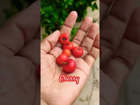 #cherry #berry #youtubeshorts #fruit #shortvideo #share #tropicalfruit #shortsviral #shorts