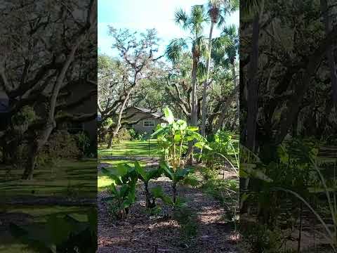 Having an Oak Understory Food-Forest comes with a lot of debris cleanup (Post-Hurricane)