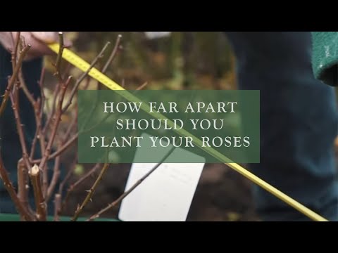 How far apart should you plant your roses by David Austin Roses