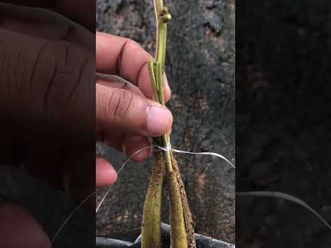 Durian 3 in 1 Grafting EP032#durian #duriangrafting #goldendurian #grafting #graft