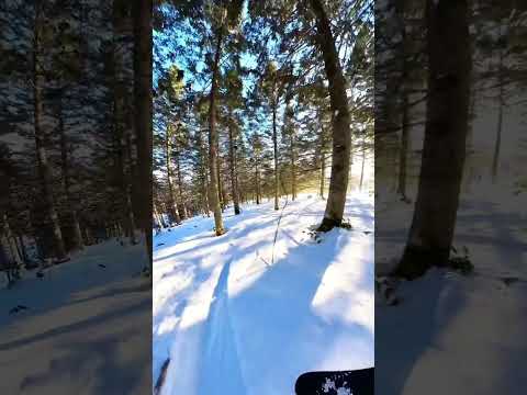 tree run at TOMAMU ski resort Hokkaido