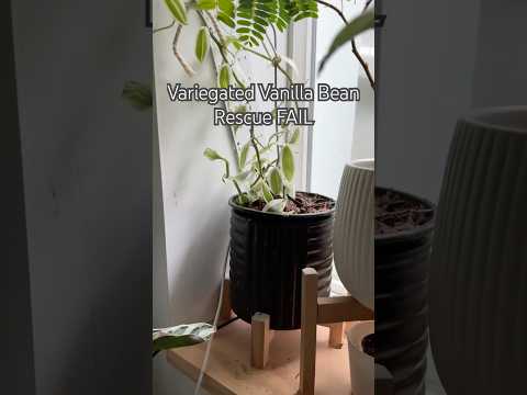 Vanilla Rescue #shorts #garden #indoorplants #diy #propagation #plantcare #plants #houseplants