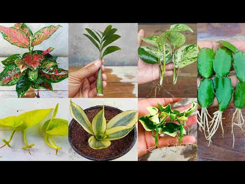 7 House Plant growing Ideas Simple Method zz plant,english ivy ,aglaonema,christmas cactus, pothos