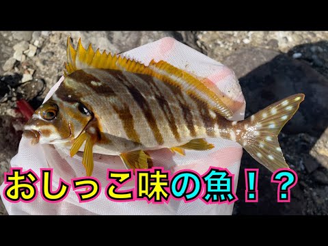 おしっこ味の魚！「ションベンタレ」を内臓ごと食べる【黒潮生物研究所コラボ/タカノハダイ】