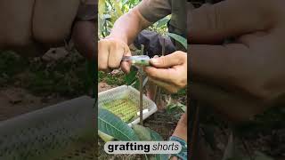 Mango tree grafting process l grafting shorts