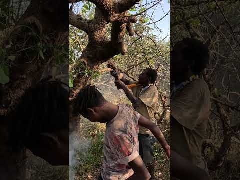 Collecting Wild Honey with the Hadza Tribe in Tanzania