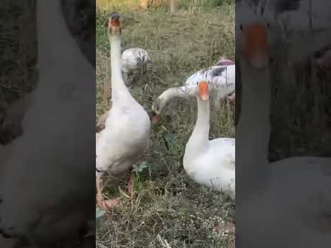 Gooses in countryside #shorts