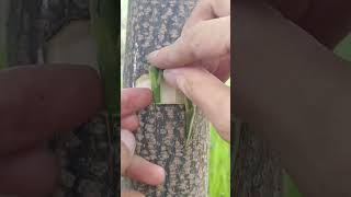 farmers graft fruit trees to maintain varieties🪴 #graftingskills #grafting #plantlover #shorts #yt