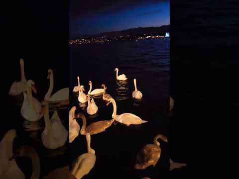 "Charming Swans &  Ducks on Zurich's Riverfront".Swiss wonders.