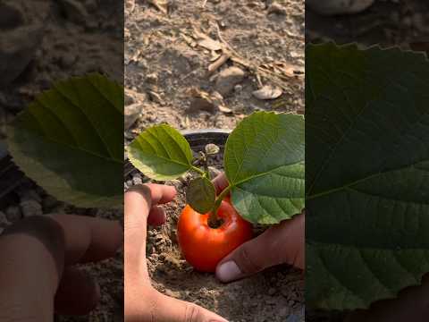 Persimmons growing from fruit| shocking result😱😱