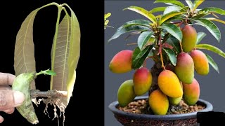 Best natural banana rooting hormone with mango tree cutting, mango propagate from cutting