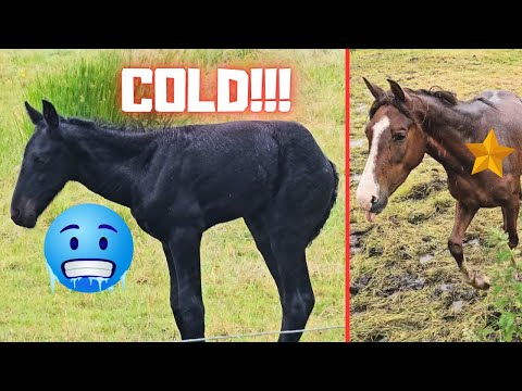 Finally it's dry, or not! Yuck!! Rising Star⭐ doesn't get it. This is going wrong! | Friesian Horses