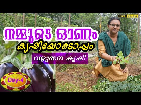 വഴുതന കൃഷിക്ക് അറിയേണ്ടതെല്ലാം/Brinjal  cultivation tips in malayalam