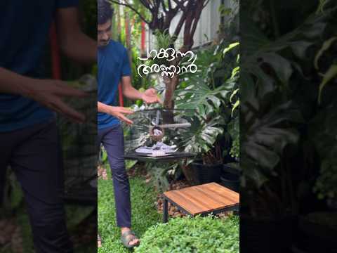 പറക്കുന്ന അണ്ണാനെ വാങ്ങി 🐿 #ytshorts #sugarglider