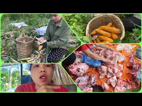 Life in the mountains: 3 days of corn harvest and processing lard into cooking oil || I’m Anh