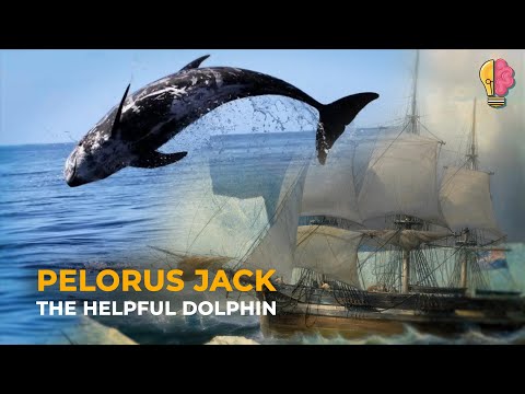 The Dolphin and the Shipwreck: The Legend of Pelorus Jack