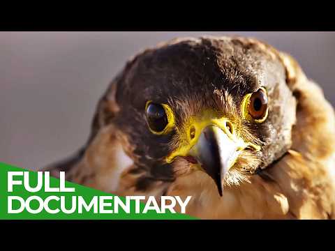 Paris - A Wildlife Story | Free Documentary Nature