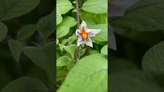 #blooms #blooming #blossoms #plantingtips #growflowers #growflower #newgardener #newgarden #seedpod