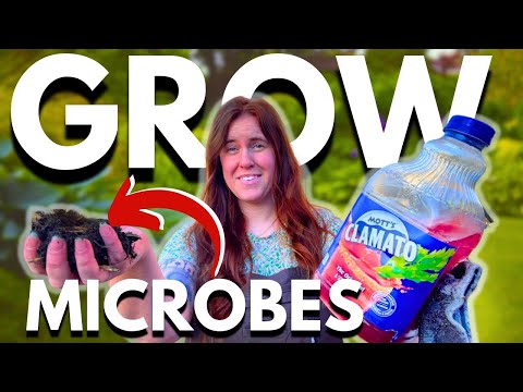 How To INCREASE Soil MICROBES (Science & Testing)