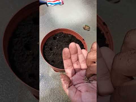 beetroot | sowing | gardening | organic gardening