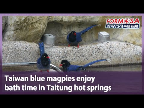 Taiwan blue magpies enjoy bath time in Taitung hot springs｜Taiwan News