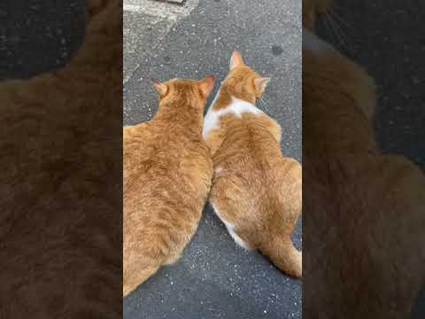 人懐っこい猫見て癒されよ🐈#Shorts