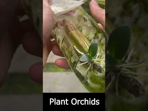 Growing orchids in plastic bottles