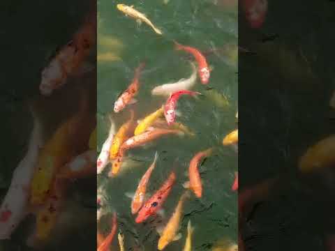 aquarium fish in a pond #satisfying #aquariumfish #youtubeshorts @GatchieJr33