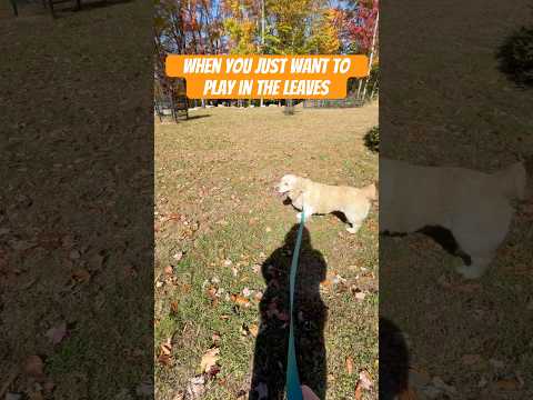 Happy dog loves fall! #goldenretriever #fall #leaves #cutedog #dogshorts #furbaby