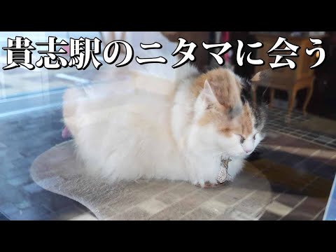 観光旅行｜和歌山電鐵の貴志駅で三毛猫のニタマ駅長に会う｜和歌山県紀の川市