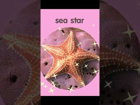 Sea Animal Puzzle for Kids | Sago Mini School Oceans #puzzle #puzzlegame #sagomini #sagominischool