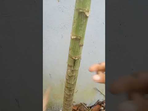 Male Papaya Tree Planting Method.#shots #farming