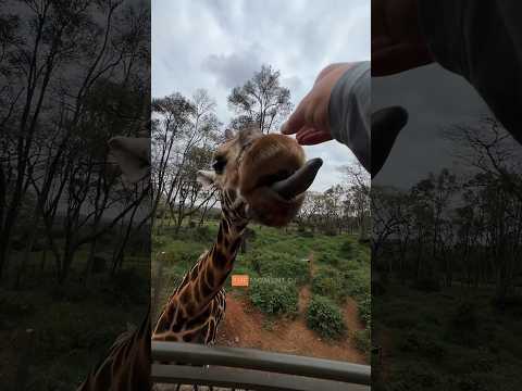 Flying to KENYA to touch a Giraffe