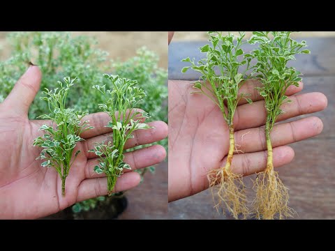 How to grow Aralia plant | Aralia plant propagation