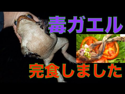 【猛毒】オオヒキガエルをおいしく食べる方法を発見したよ How to cook cane toad【外来種】