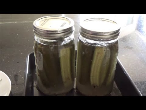 Homemade Fermented Dill Pickles