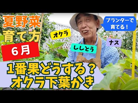 プランター夏野菜】オクラの収穫方法知ってる？