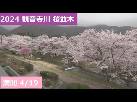 【満開】2024 観音寺川の桜並木 アーカイブ  4/19 PM