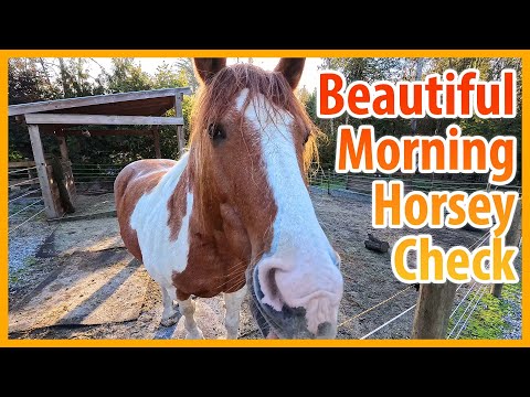 Come Say Good Morning To All The Horses!