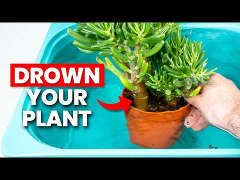 This Method of Watering Plants Makes Them THRIVE