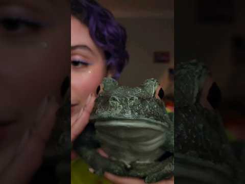 cozy affirmations & face brushing 🐸🤎 #asmr #affirmations #sleep