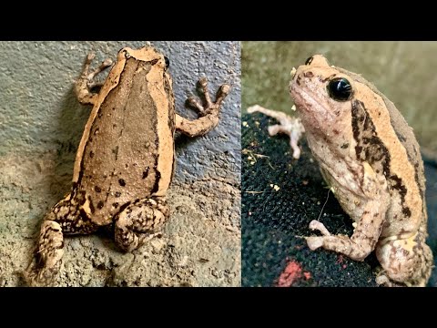 Is the Chubby Frog REAL?!