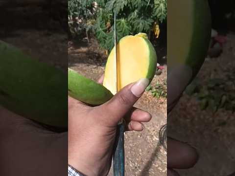 Mango 🥭 #shorts #unakuthan #mango #taste #mangonews #mangoes  😋