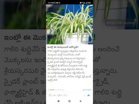 oxygen trees for home #Shorts #Short #Viral #TeluguAUTOnews #Telugu #reels