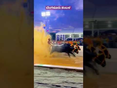 Bengaluru kambala|Karavali kambala|Tulunadu|Taate|Virat kohli #kambala