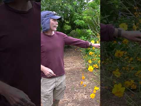 This Perennial Flower is a must have for your Florida garden! #pollinators  #gardening #permaculture