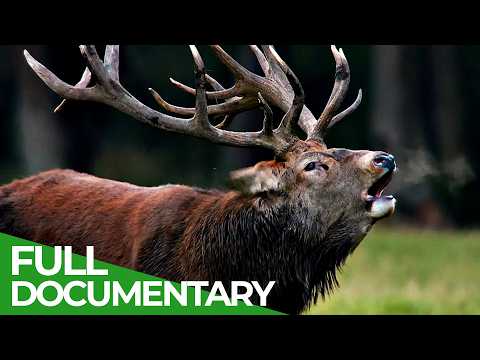 Autumn - A Symphony of Survival | Free Documentary Nature