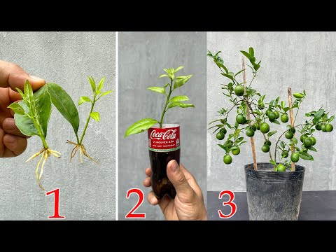 Video compilation of creative techniques and tips for propagating lemon trees