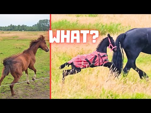 What!? A red horse. Rising Star⭐ finds that very scary! | Friesian Horses